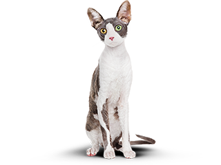 Результат диеты